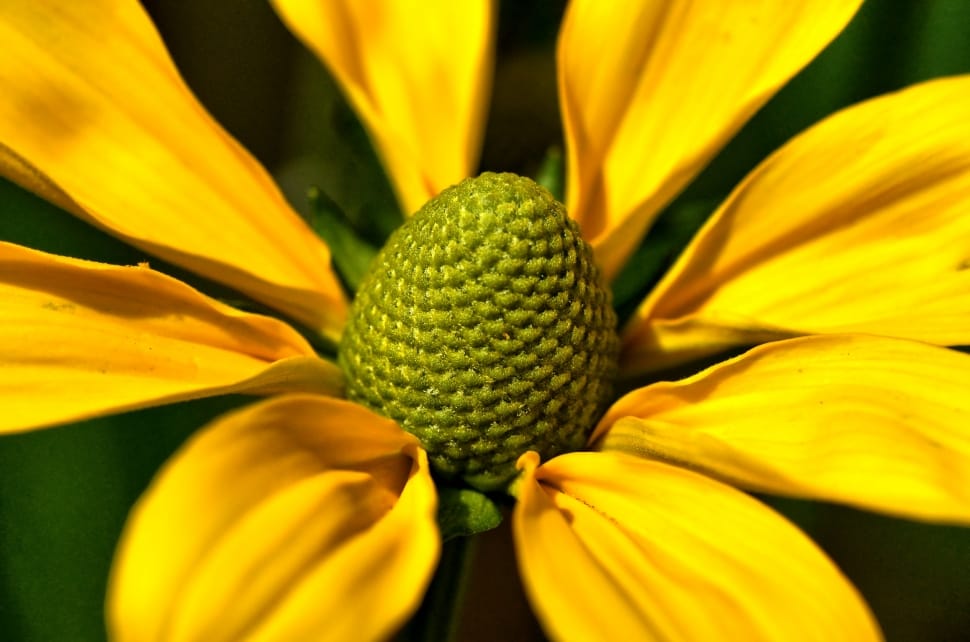 8 yellow petaled flower preview