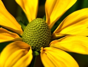 8 yellow petaled flower thumbnail