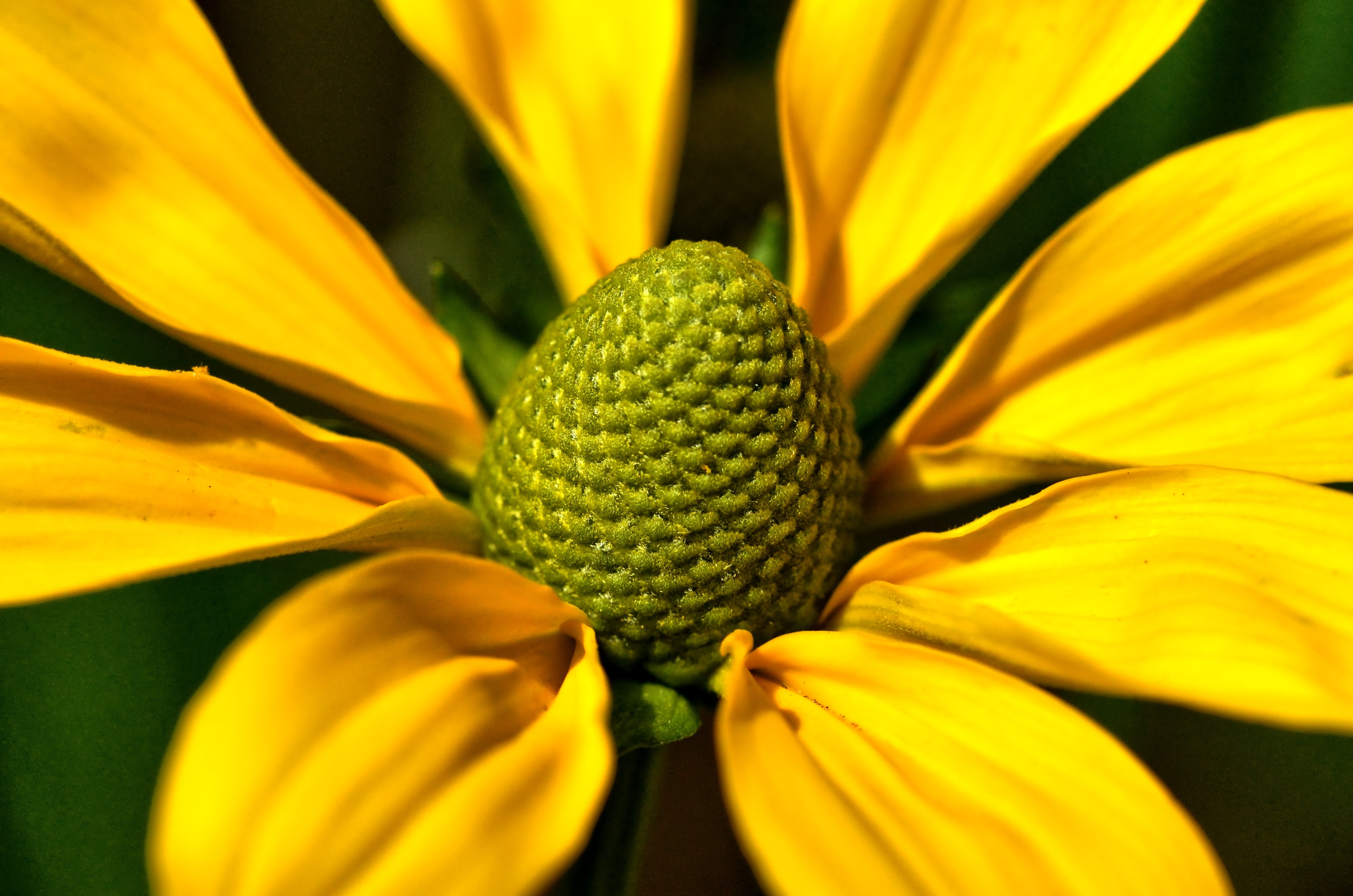 8 yellow petaled flower