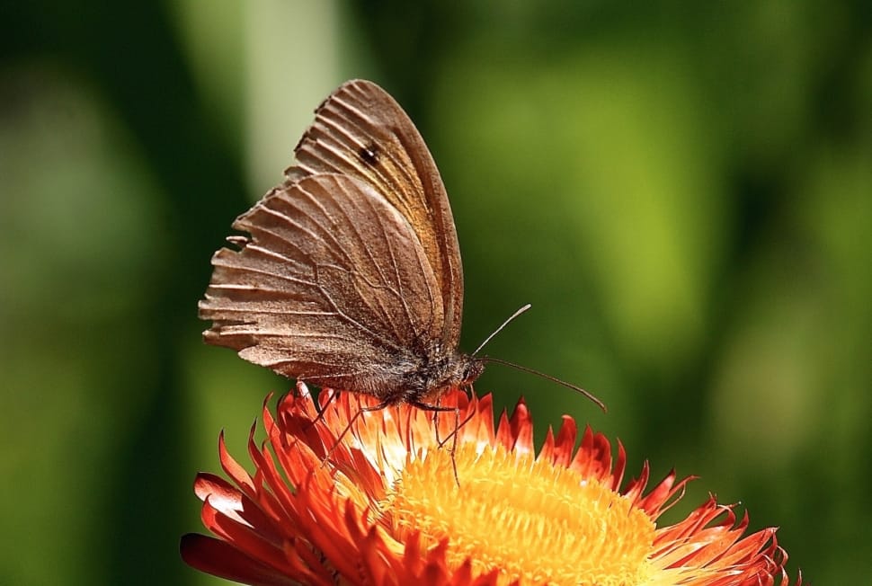 shallow focus of brown butterfly preview