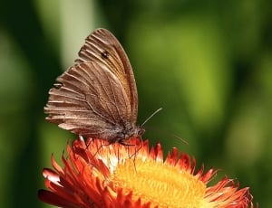 shallow focus of brown butterfly thumbnail