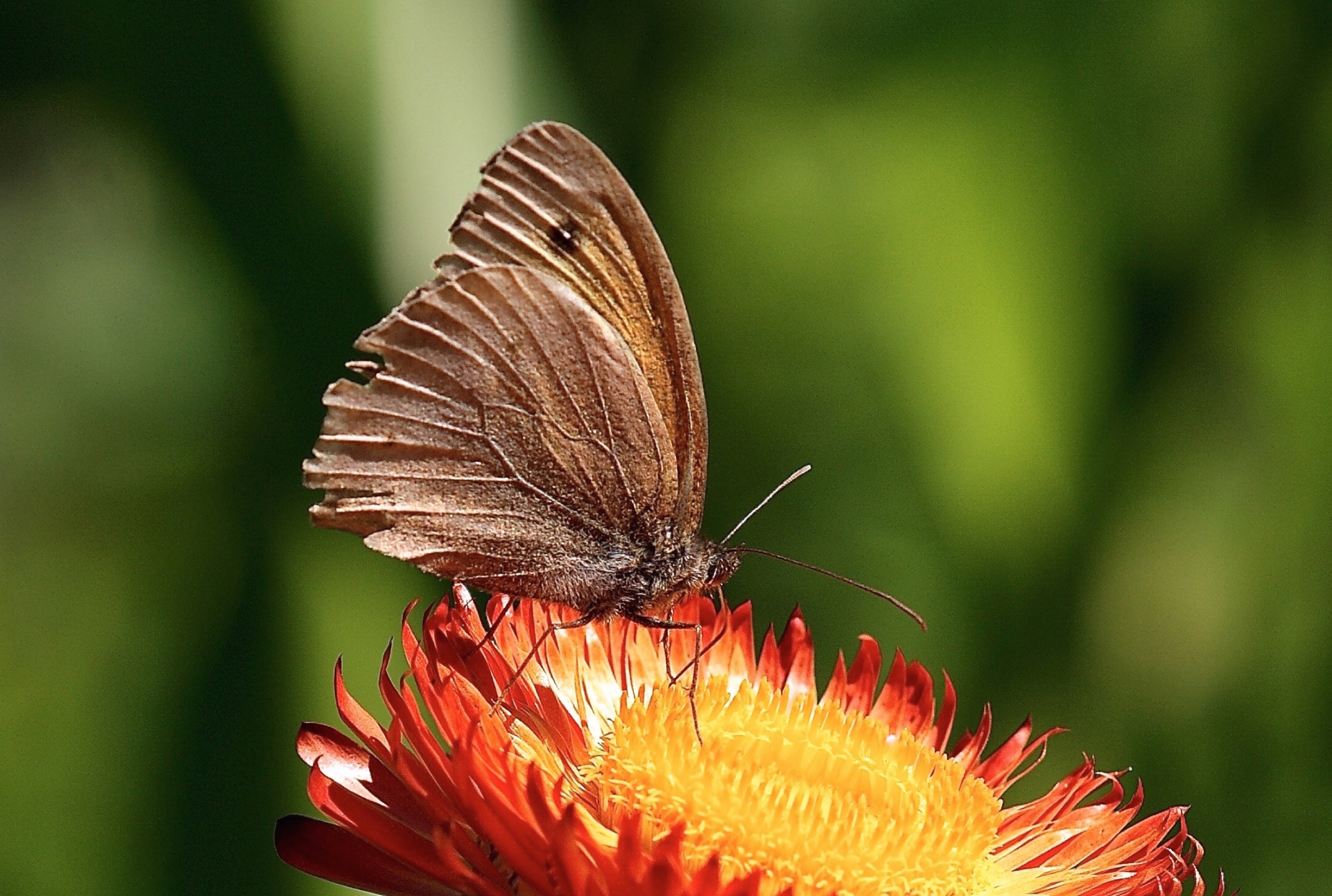 shallow focus of brown butterfly