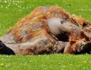 Lazing Around, Relax, Camel, Meadow, Sun, grass, one animal thumbnail