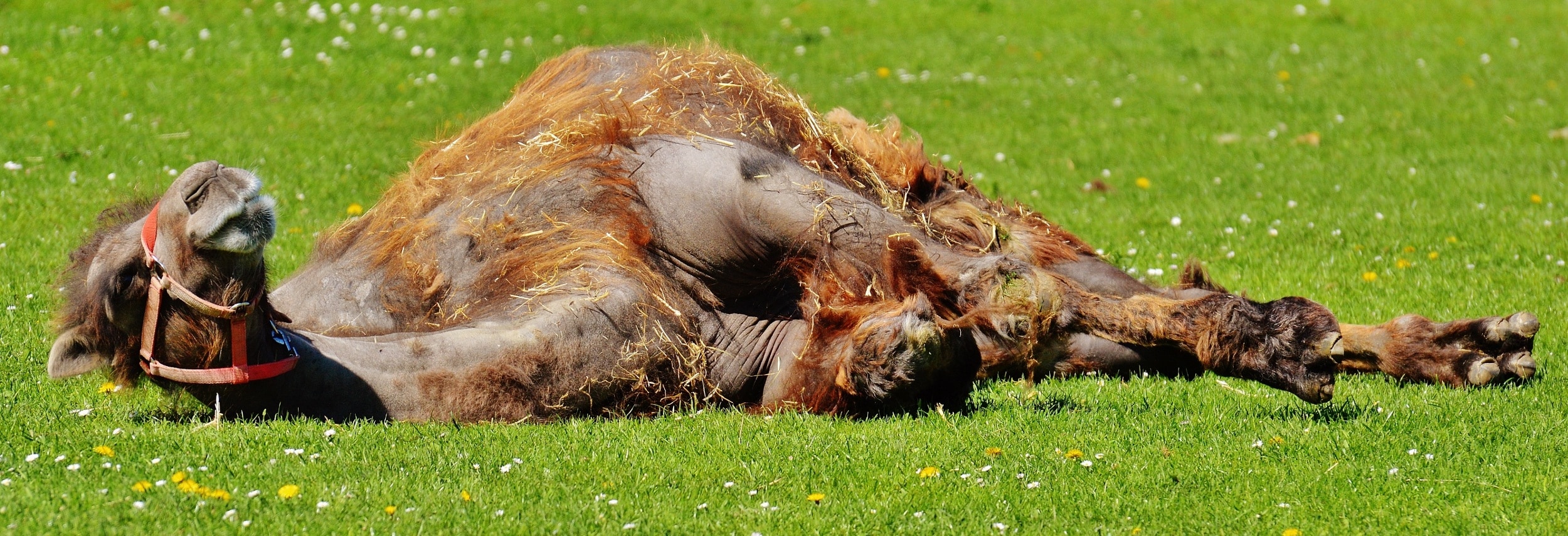 Lazing Around, Relax, Camel, Meadow, Sun, grass, one animal
