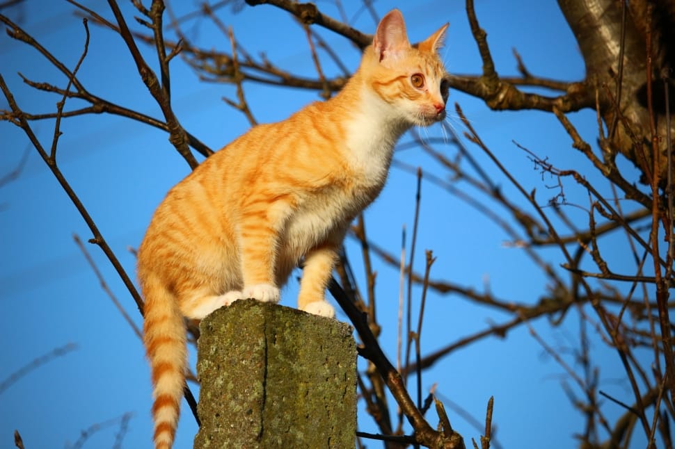 orange and white tabby cat on top of the great concrete post preview