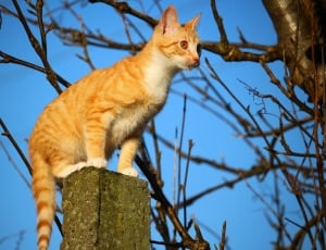 orange and white tabby cat on top of the great concrete post thumbnail