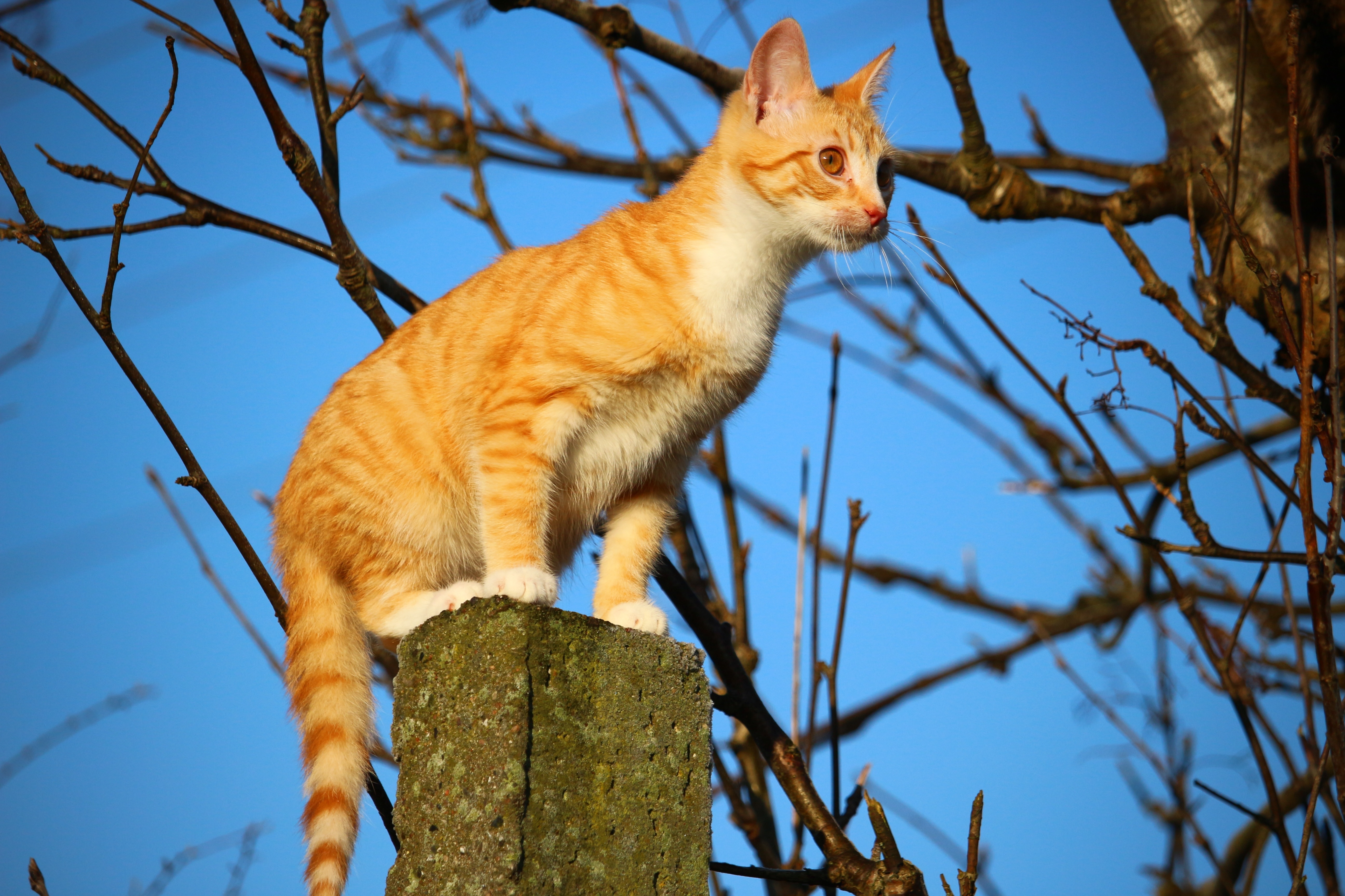 orange and white tabby cat on top of the great concrete post