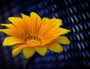 yellow transvaal daisy flower thumbnail