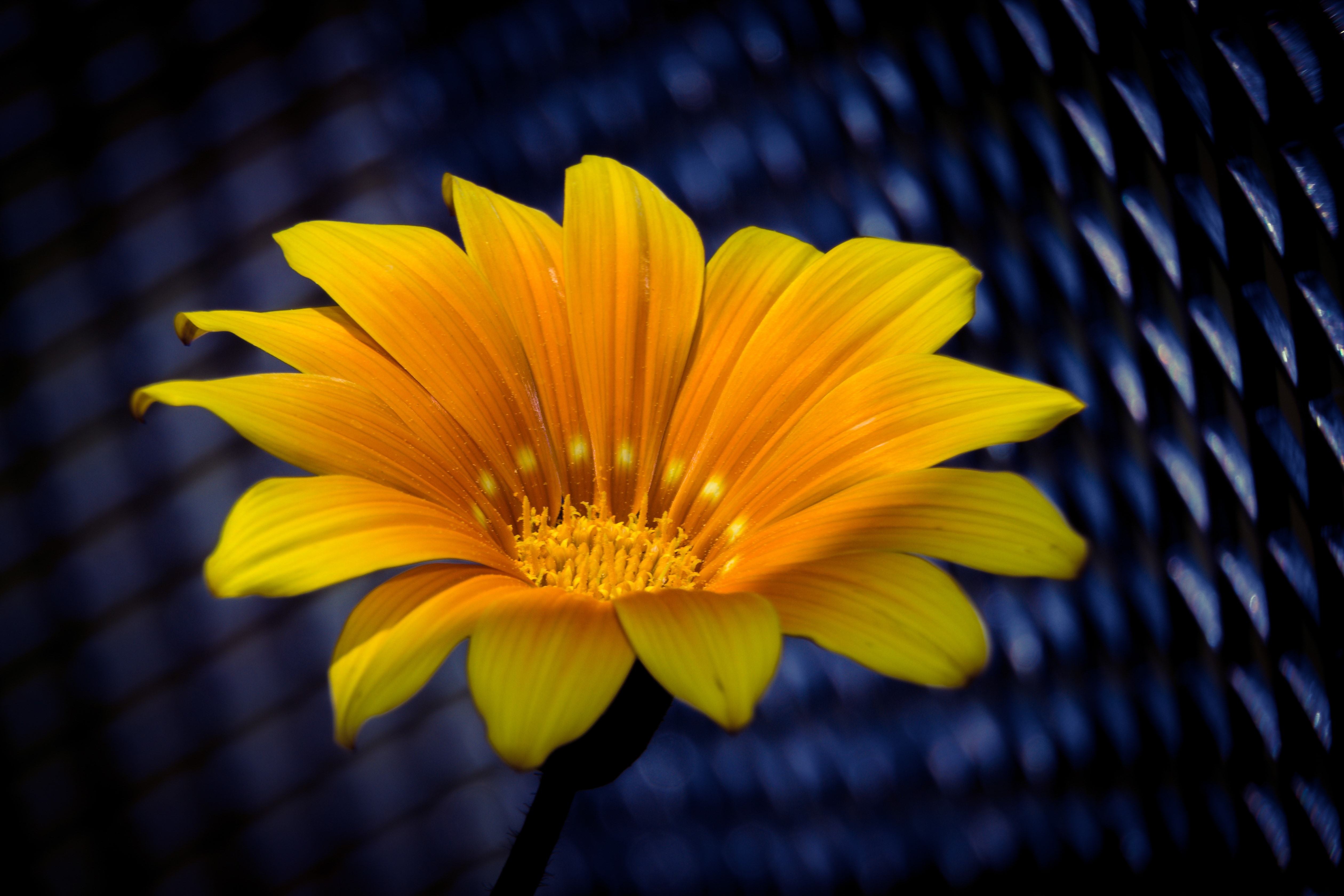 yellow transvaal daisy flower