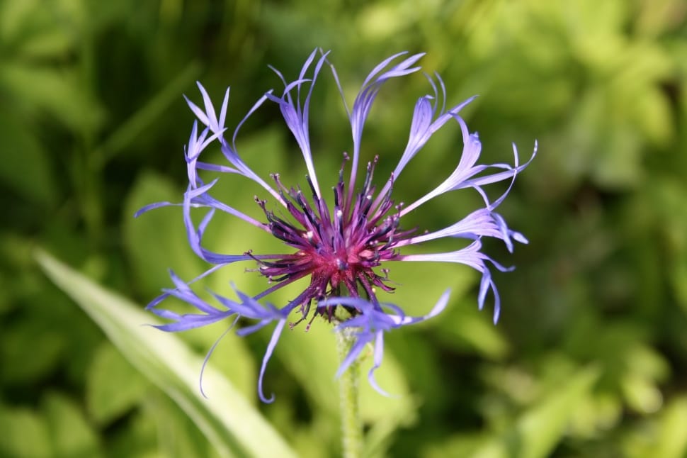 Flower, Knapweed, Blue, Purple, Summer, flower, growth preview