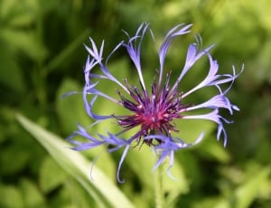 Flower, Knapweed, Blue, Purple, Summer, flower, growth thumbnail