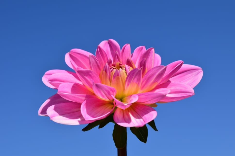 pink chrysanthemum preview