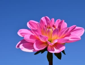 pink chrysanthemum thumbnail