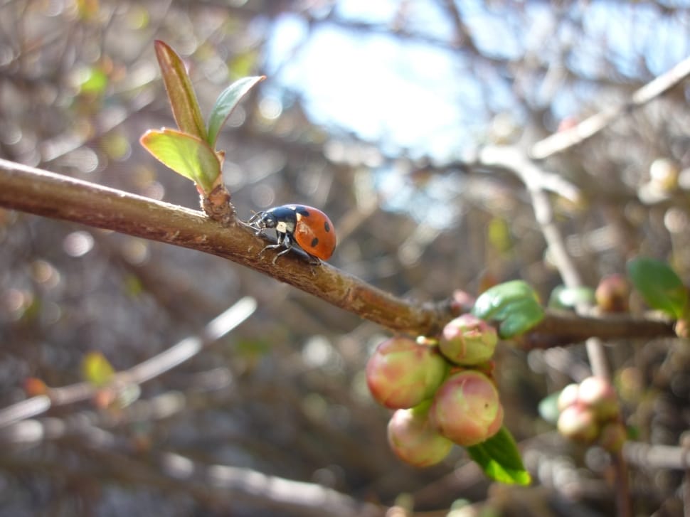 Japanese Quince, Spring, Ladybug, fruit, tree preview