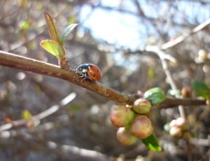 Japanese Quince, Spring, Ladybug, fruit, tree thumbnail