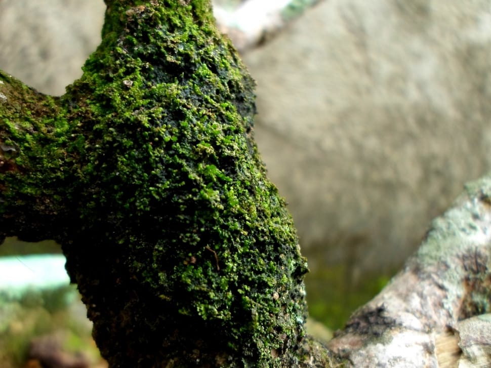 green moss on wood preview