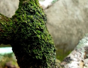 green moss on wood thumbnail