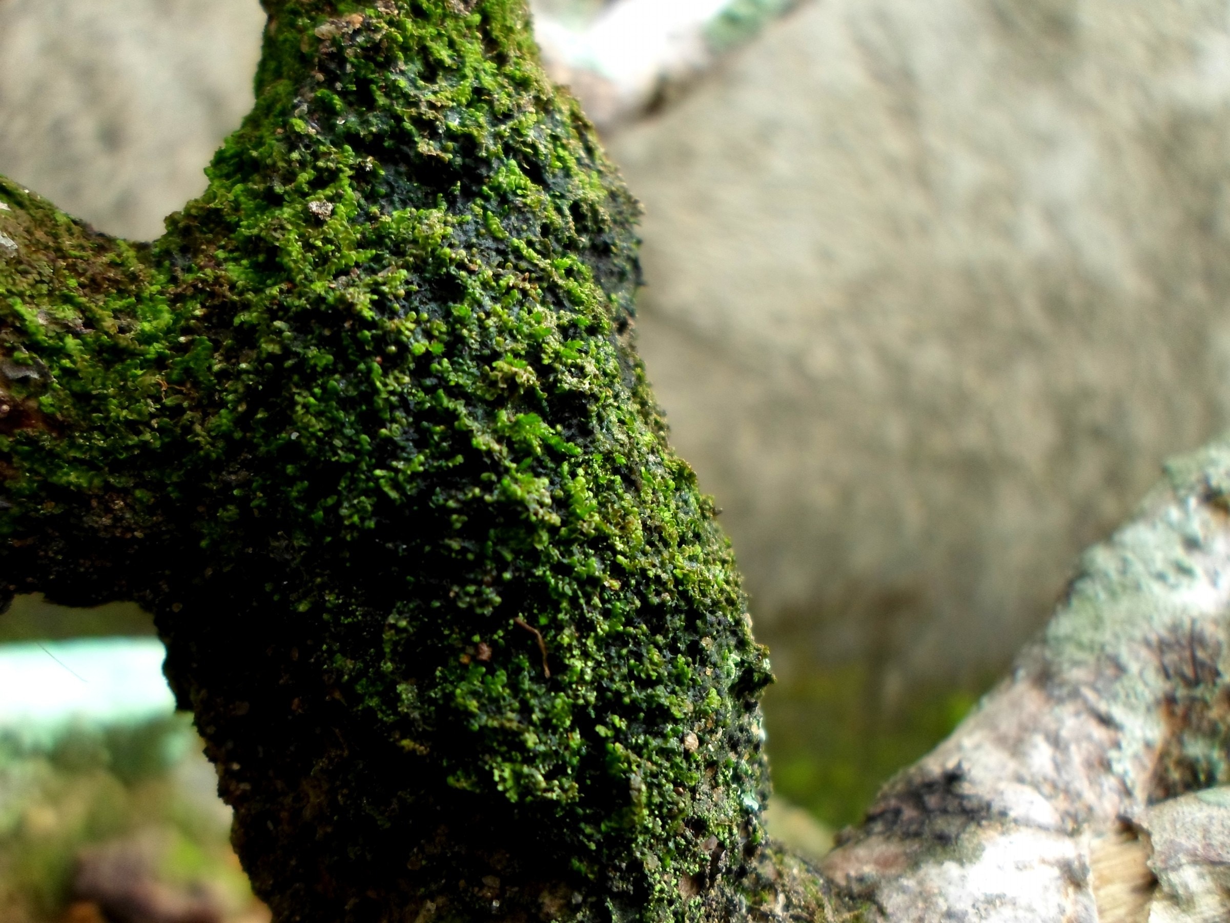 green moss on wood
