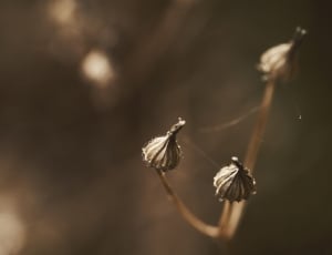 selective focus of withered flowers thumbnail