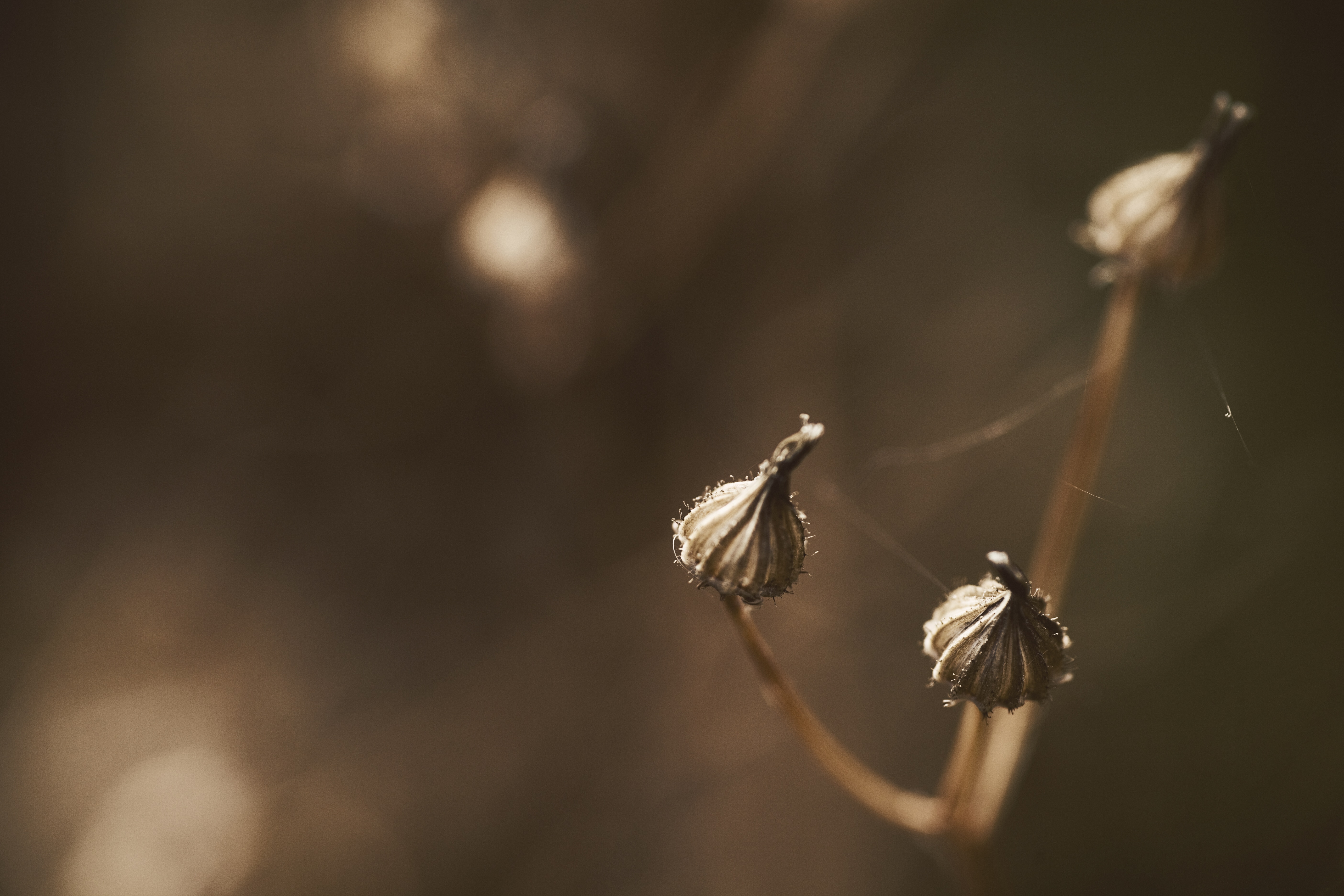 selective focus of withered flowers