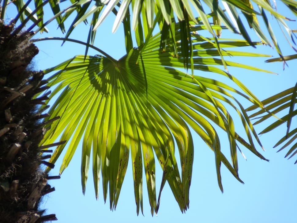 Wedel, Palm, Green, Leaf, Leaves, palm tree, tree preview