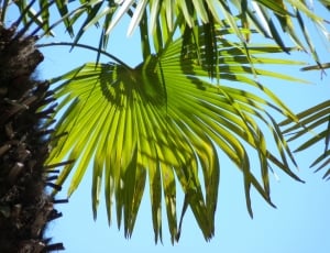 Wedel, Palm, Green, Leaf, Leaves, palm tree, tree thumbnail