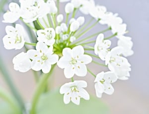 white 6 petaled flower thumbnail