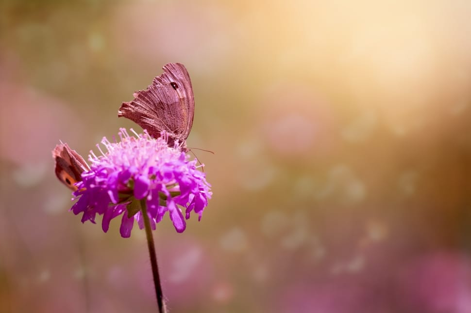butterfly perched on purple petaled flower preview