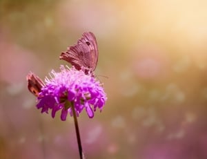 butterfly perched on purple petaled flower thumbnail