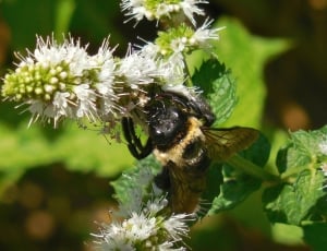 Carpenter Bee on white petaled flower in closeup photography thumbnail