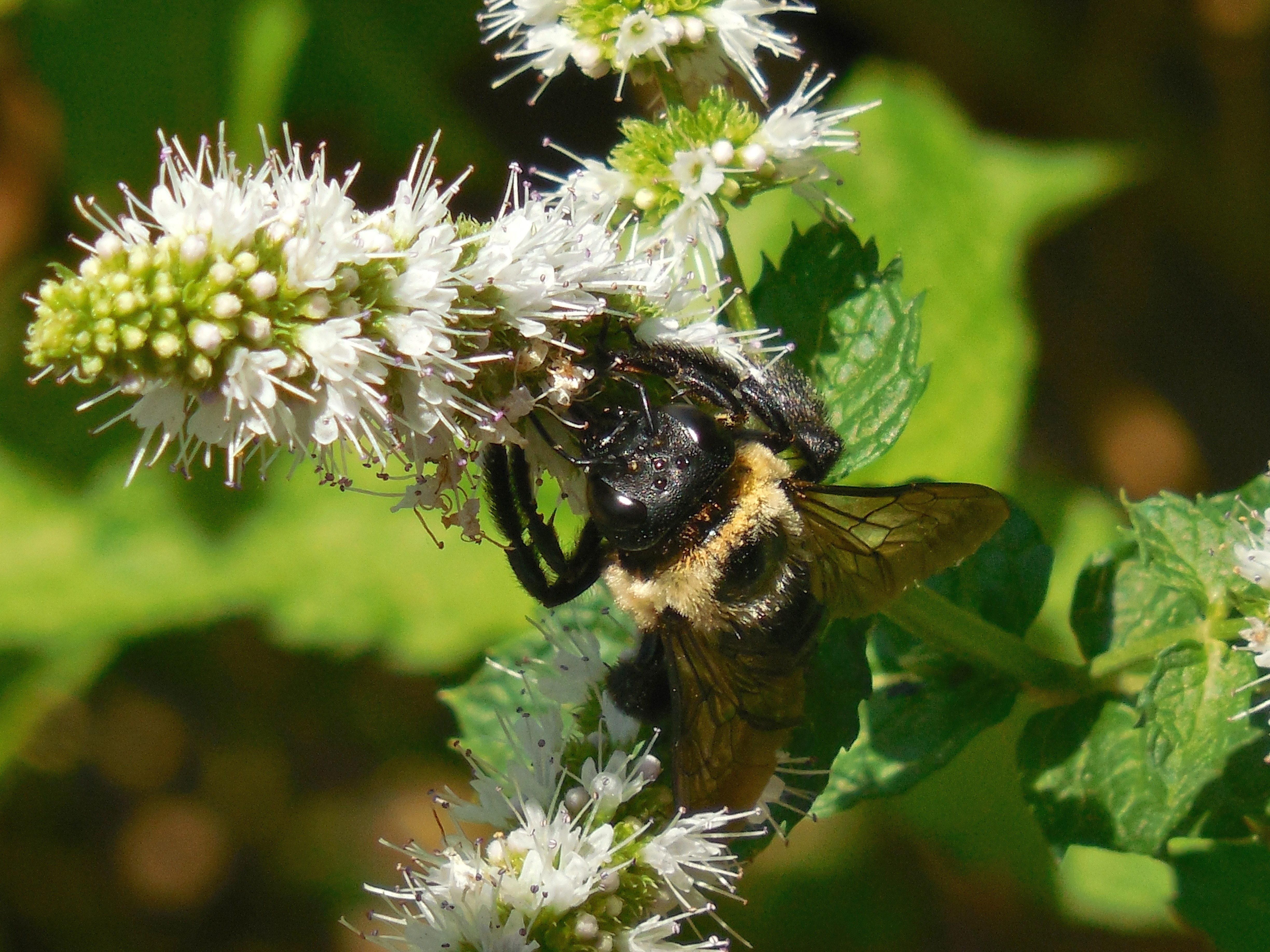 Carpenter Bee on white petaled flower in closeup photography