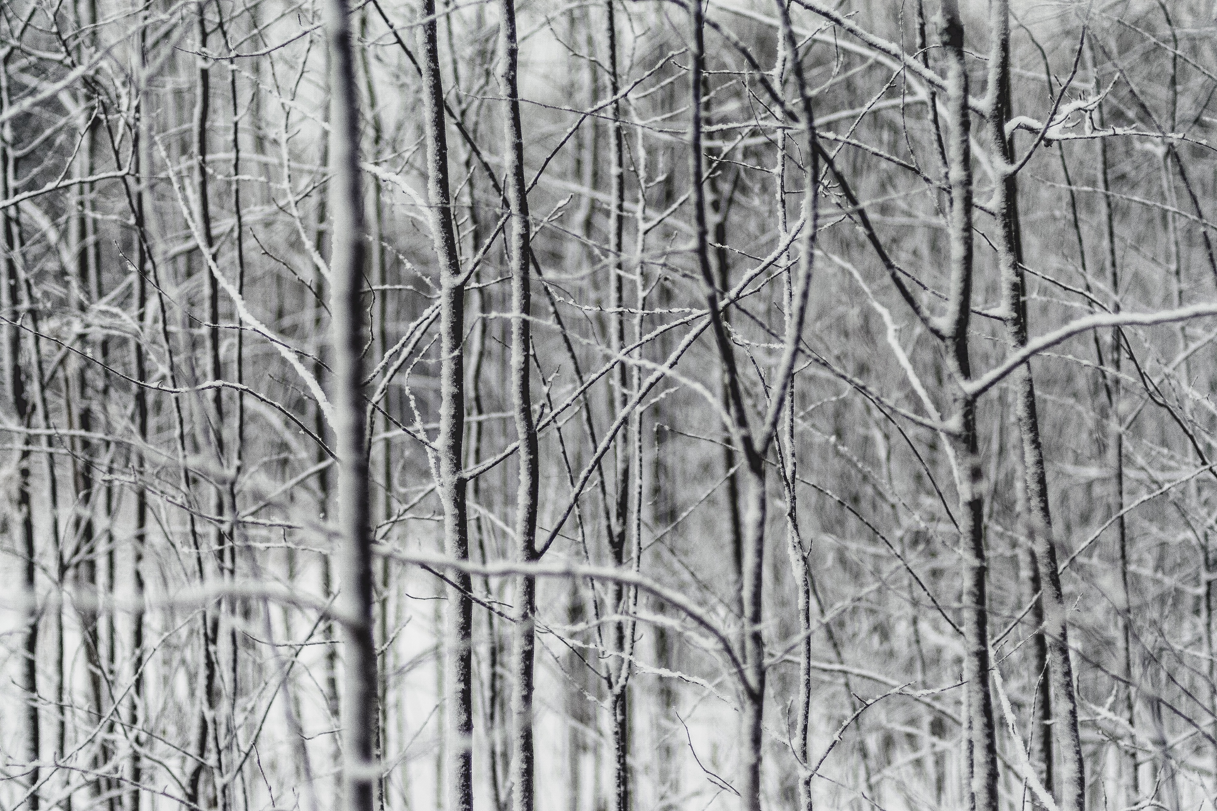 grayscale photography of tree branches
