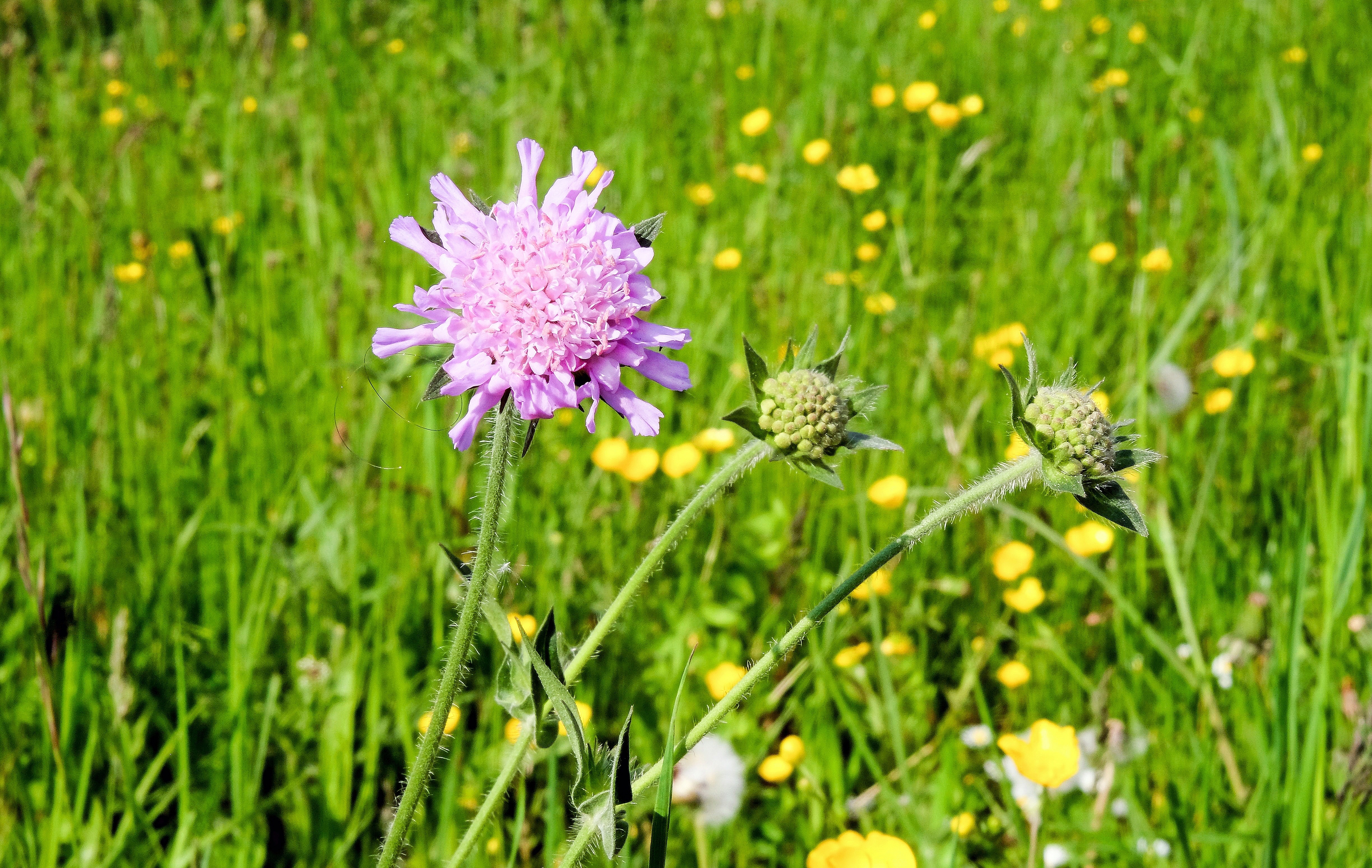 3840x2160 wallpaper | pink globe thistle flower | Peakpx