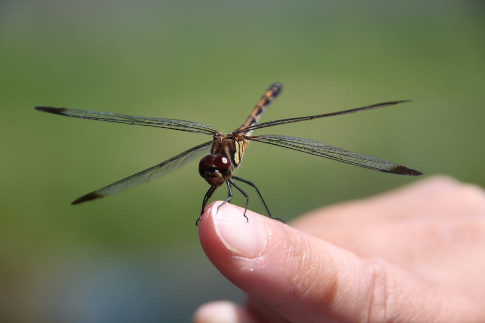brown skimmer dragonfly preview