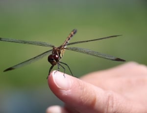brown skimmer dragonfly thumbnail
