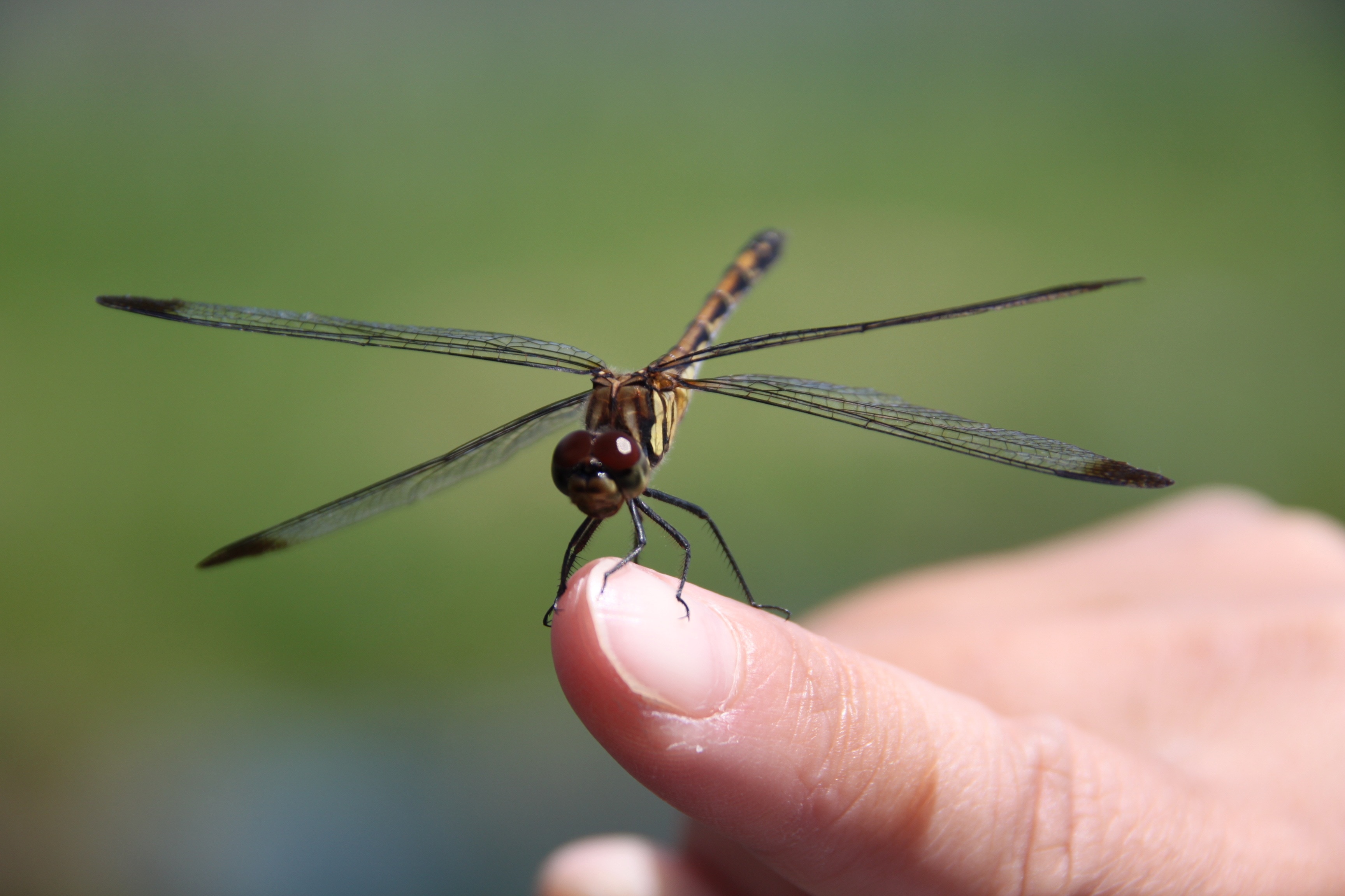 brown skimmer dragonfly