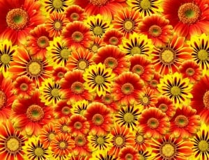 Orange, Flowers, Bloom, Blossom, backgrounds, flower thumbnail