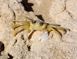brown and white crustacean thumbnail