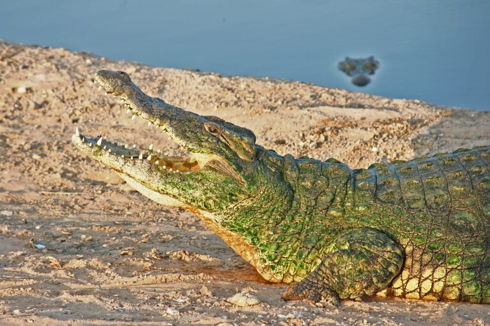 green crocodile preview