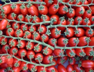 Tomatoes, Red, On The Vine, Vegetables, fruit, food and drink thumbnail