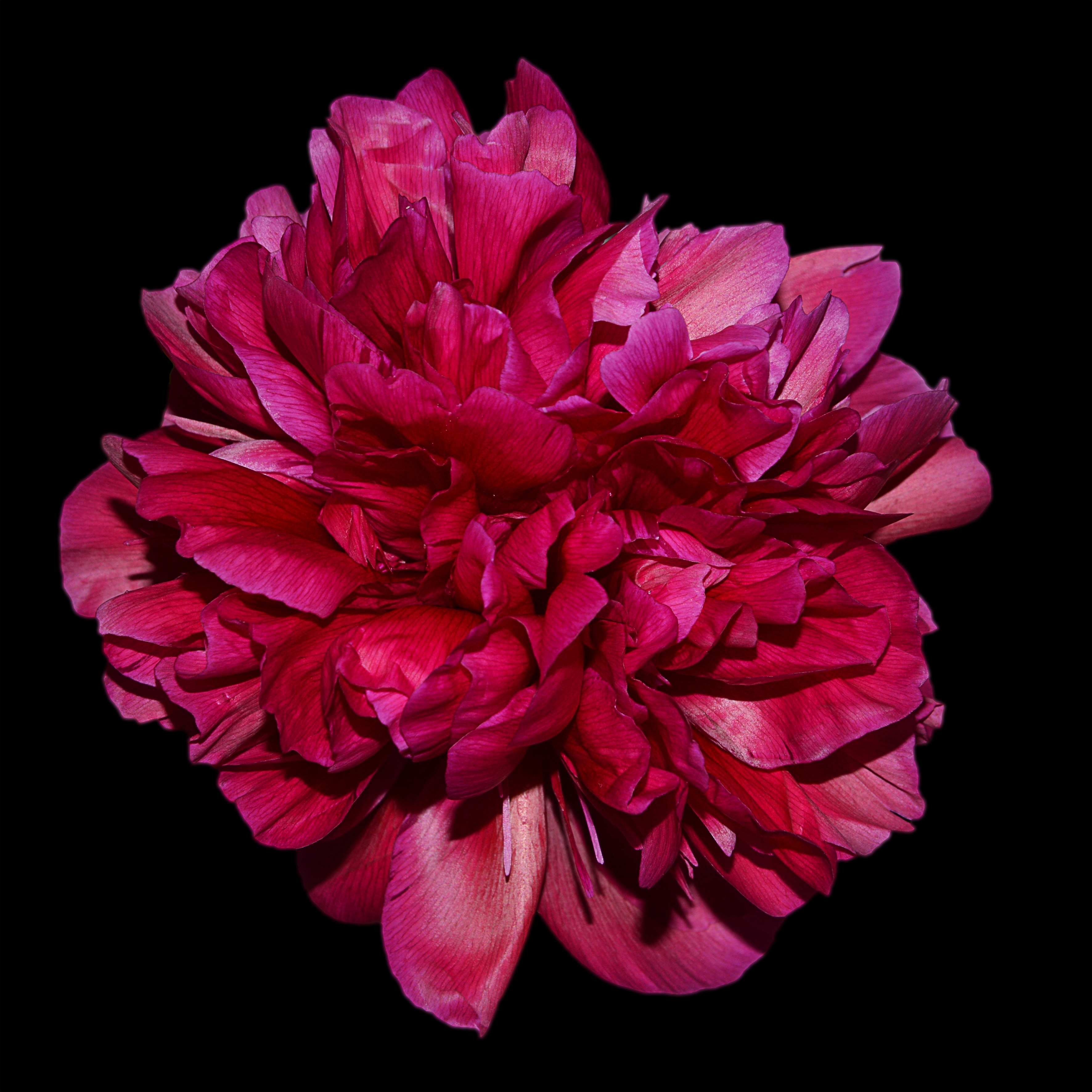 pink petal cluster flower