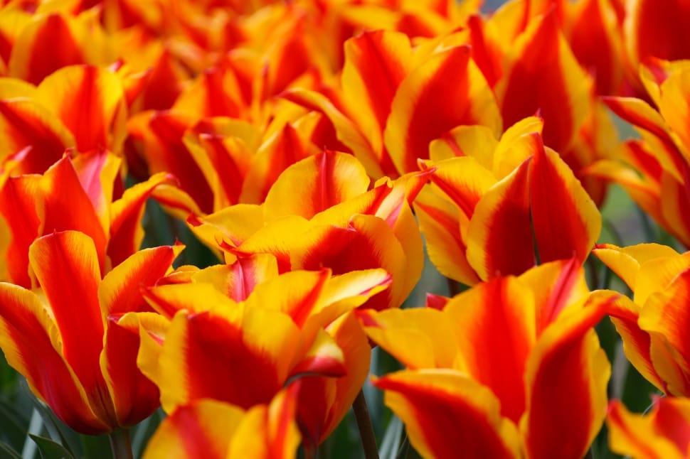 orange and yellow tulips preview