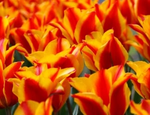 orange and yellow tulips thumbnail
