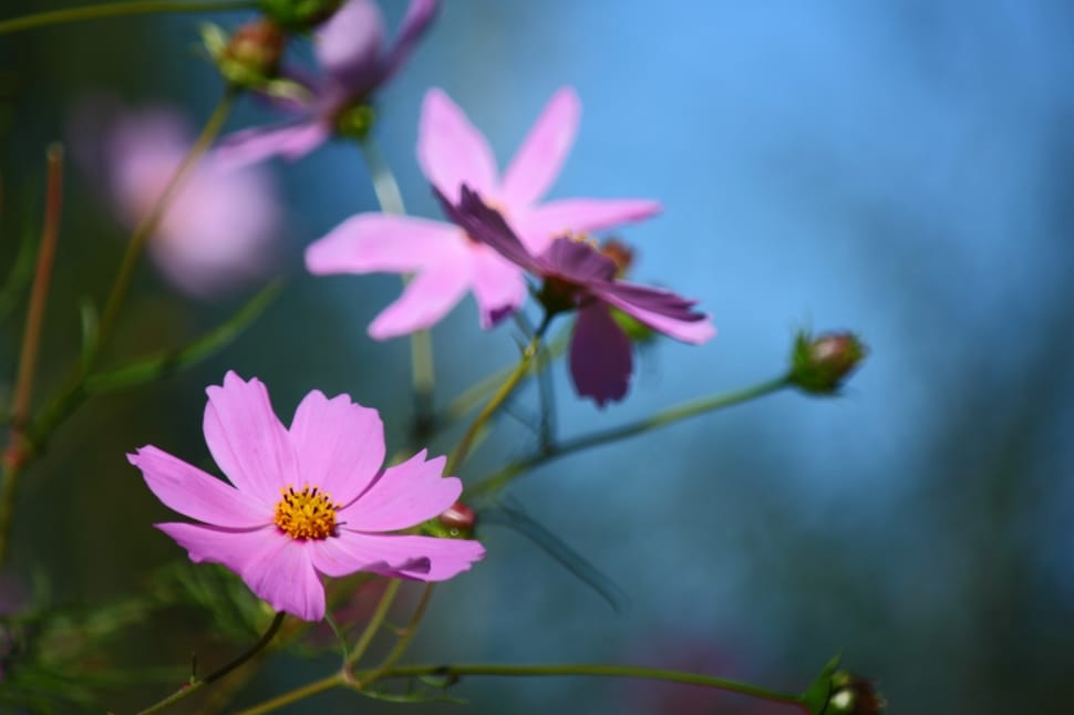 pink petaled flower during daytime preview