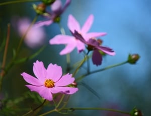 pink petaled flower during daytime thumbnail
