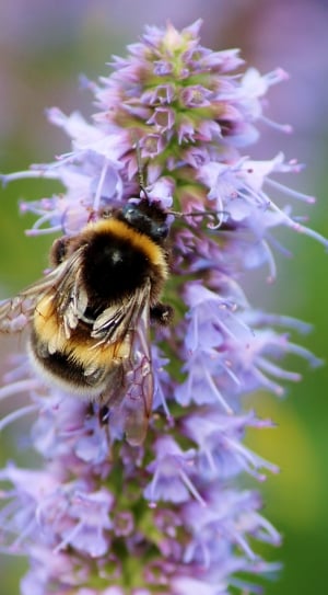 bee and purple petaled flower thumbnail