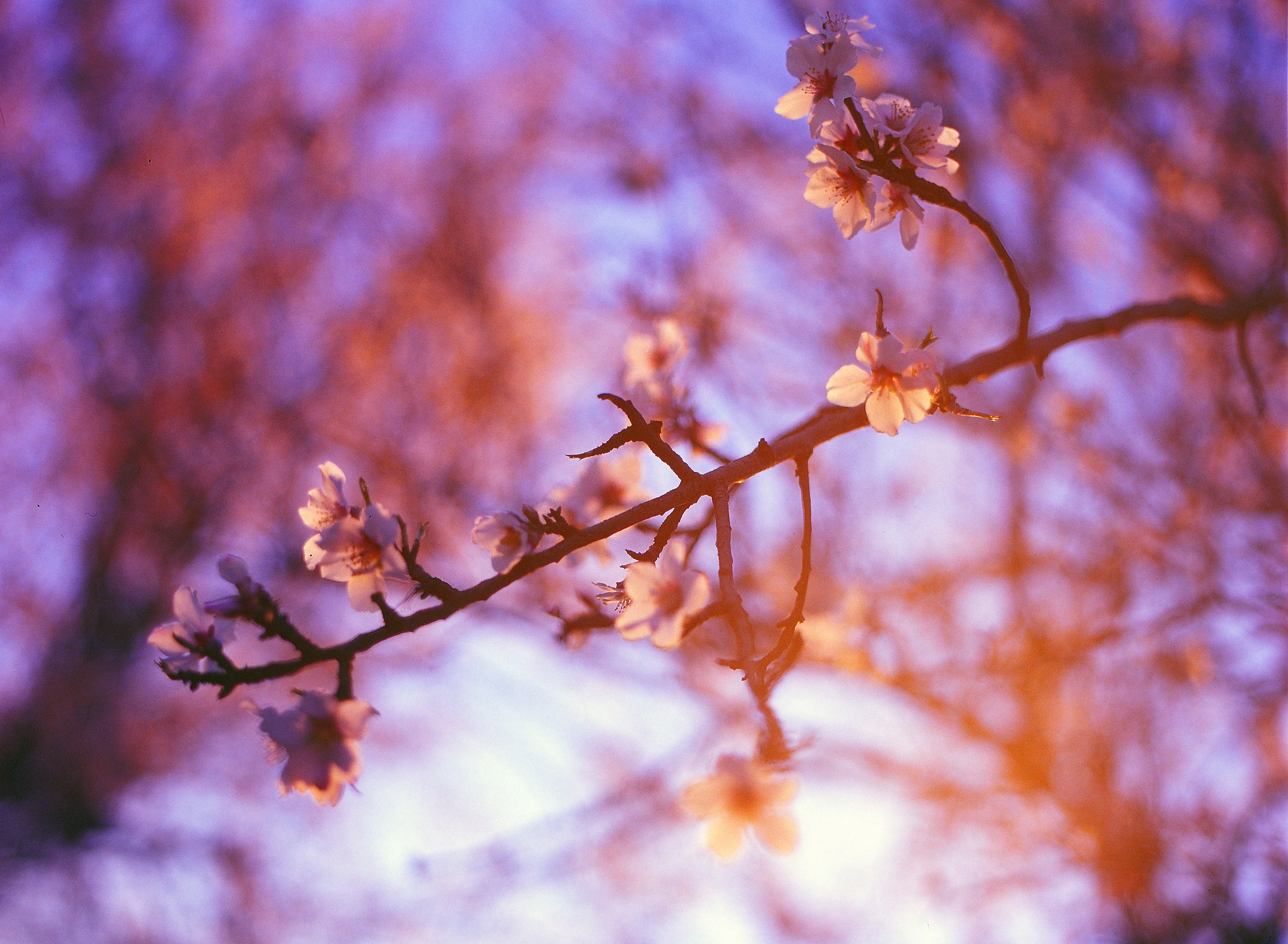 cherry blossoms