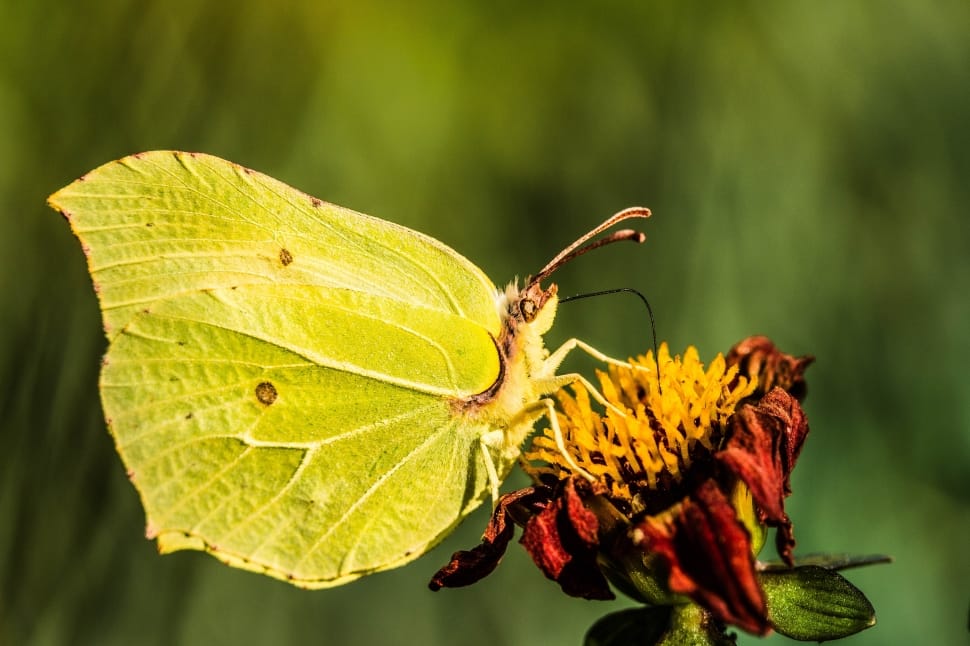 Butterfly, Gonepteryx Rhamni, insect, leaf preview