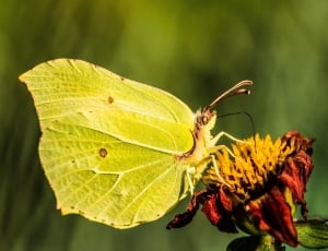 Butterfly, Gonepteryx Rhamni, insect, leaf thumbnail