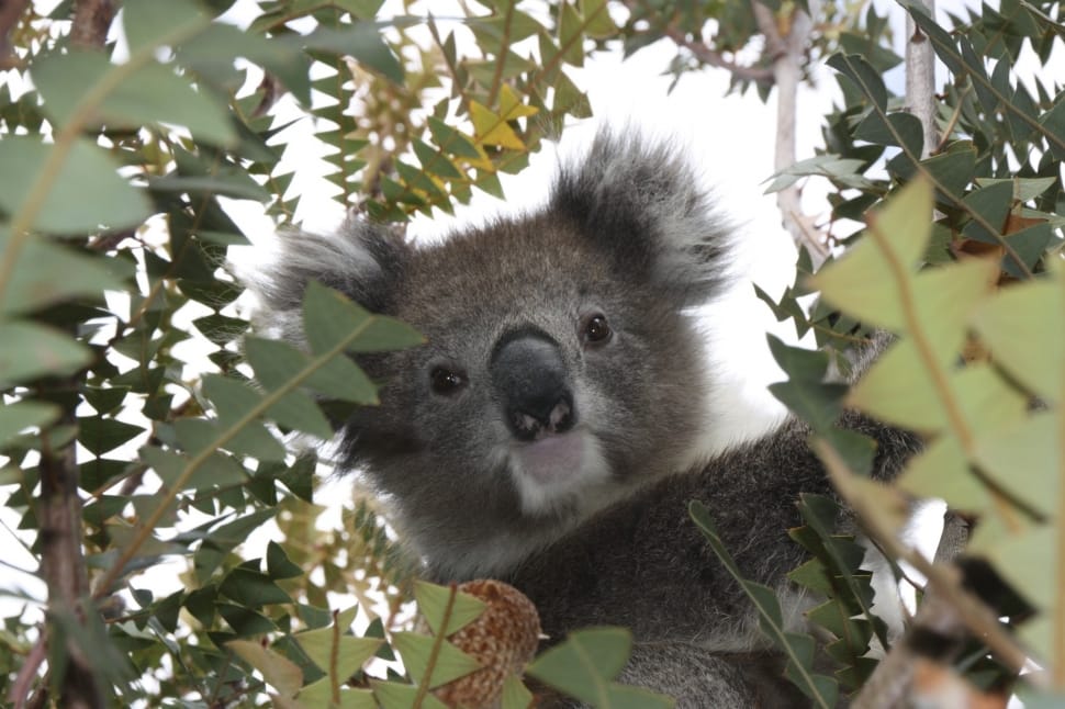 gray koala preview